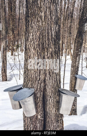 Ahornsirup Saison, Frühling. Eimer für das Sammeln von Ahorn von Bäumen sap. Quebec, Kanada. Stockfoto