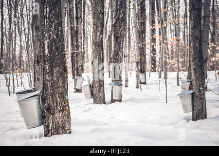 Ahornsirup Produktion in Quebec. Eimer gesammelt aus Ahorn Bäume im Frühjahr sap. Stockfoto