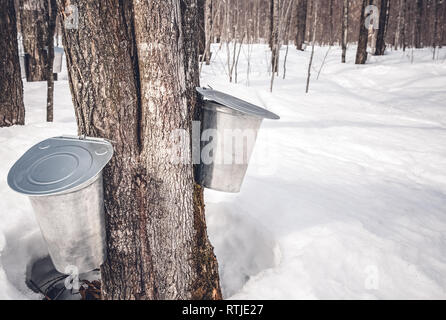 Sammeln von SAP von Bäumen Ahornsirup zu produzieren. Traditionelle Herstellung in Québec, Kanada. Stockfoto