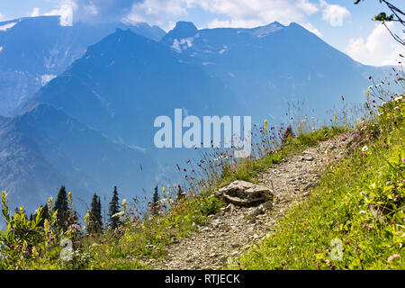 Spaziergang durch eine Blumenwiese, die Berge im Hintergrund und blauen Himmel, Schweiz Stockfoto