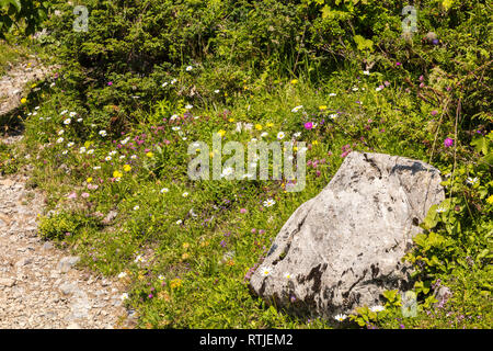 Wilde Blumen auf einer Wiese und Geenen einen großen Stein, Schweiz Stockfoto