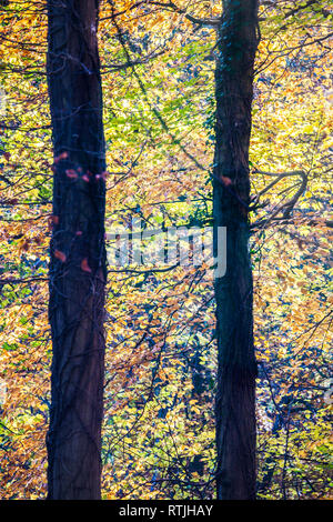 Herbst in Buckholt Holz in den Cotswolds, Gloucestershire. Stockfoto
