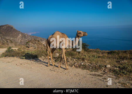 Kamele vor dem Meer in Mughsail, Salalah, Oman Stockfoto