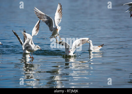 Möwen kämpfen um Essen am Ufer der Donau Stockfoto