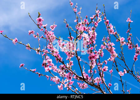 Pfirsichfarbene Blüten im Frühjahr mit blauen Himmel im Hintergrund. Stockfoto