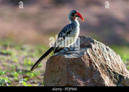 Red-billed Hornbill (Tockus erythrorhynchus), Tansania, Ostafrika Stockfoto