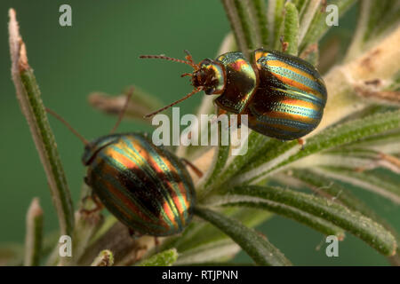 Rosmarin Käfer (Chrysolina americana) auf Rosmarin Pflanze Stockfoto