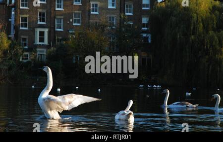 Schwäne schwimmen in einem Teich, Hampstead Heath, London, UK Stockfoto