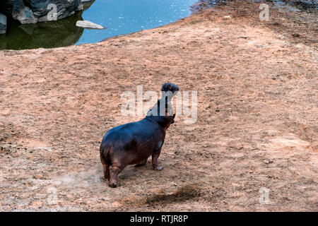 Hippopotamus amphibius, Rufiji Fluss, Tansania, Ostafrika Stockfoto