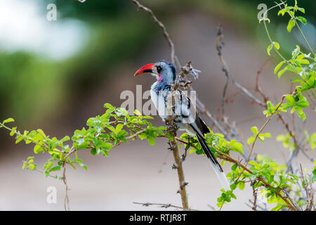 Red-billed Hornbill (Tockus erythrorhynchus), Tansania, Ostafrika Stockfoto