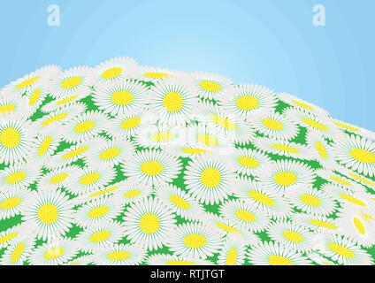 Grünes Feld mit Kamille Blüten und blauer Himmel, Vector Illustration Stock Vektor