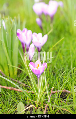 Greenwich, London, UK, 2. Mär 2019. Der Frühling in den Gärten rund um den historischen Queen's House entstanden, mit einem Meer von gelben Narzissen und frühen Frühjahr lila Krokusse auf Anzeige auf einen milden und sonnigen Tag im Royal Borough von Greenwich. Credit: Imageplotter/Alamy leben Nachrichten Stockfoto