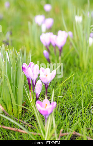 Greenwich, London, UK, 2. Mär 2019. Der Frühling in den Gärten rund um den historischen Queen's House entstanden, mit einem Meer von gelben Narzissen und frühen Frühjahr lila Krokusse auf Anzeige auf einen milden und sonnigen Tag im Royal Borough von Greenwich. Credit: Imageplotter/Alamy leben Nachrichten Stockfoto