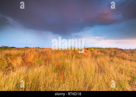 Erste regenguss vorbei nach einer langen Zeit der Dürre über eine trockene Wiese Wiese Stockfoto