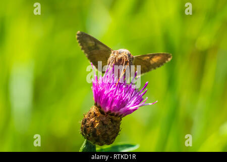 Tag aktiv Silber Y Autographa gamma Motte Bestäubung auf rosa und lila Distel Blumen tagsüber in hellem Sonnenlicht Stockfoto