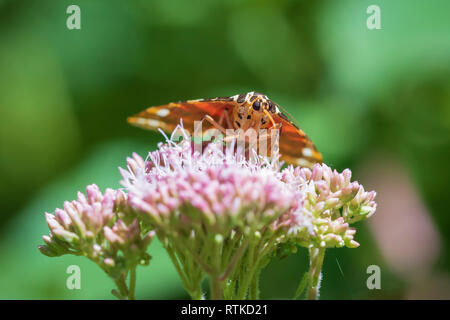 In der Nähe des Jersey Tiger Butterfly, Euplagia quadripunctari, Fütterung Nektar auf einer Blume. Dies ist ein Tag - fliegen Motten Stockfoto