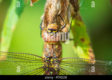 Nahaufnahme eines weiblichen Migranten hawker Aeshna mixta ruhen unter Blätter in einem Baum in einem Wald an einem sonnigen Tag. Stockfoto