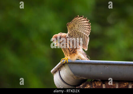 Closeup Portrait eines weiblichen Turmfalke (Falco tinnunculus) ruht und das Putzen in die dachrinne eines Hauses Stockfoto