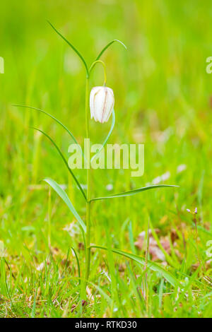 Close-up ist eine weiße Schlange Kopf fritillary Blume blühen in einer grünen Wiese an einem sonnigen Tag. Stockfoto