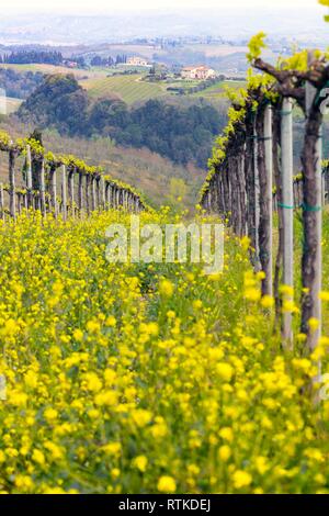 Weinberge in den Hügeln der Toskana im Frühling und typische toskanische Landschaft im Hintergrund, Italien Stockfoto