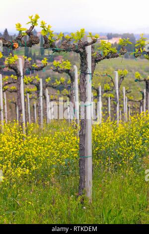 Weinberge in den Hügeln der Toskana im Frühling und typische toskanische Landschaft im Hintergrund, Italien Stockfoto