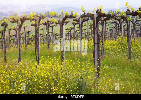 Weinberge in den Hügeln der Toskana im Frühling und typische toskanische Landschaft im Hintergrund, Italien Stockfoto