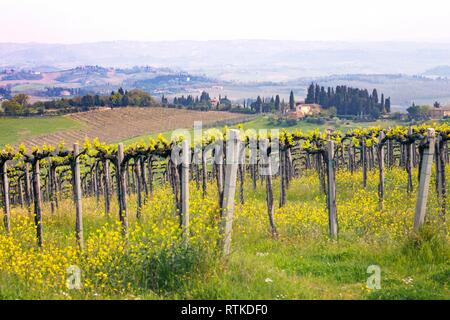 Weinberge in den Hügeln der Toskana im Frühling und typische toskanische Landschaft im Hintergrund, Italien Stockfoto