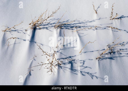 Schlafende Gras wachsen durch frischen Schnee Stockfoto