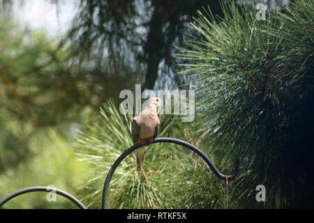 Taube mit langen Blatt thront Kiefer in Hintergrund Stockfoto