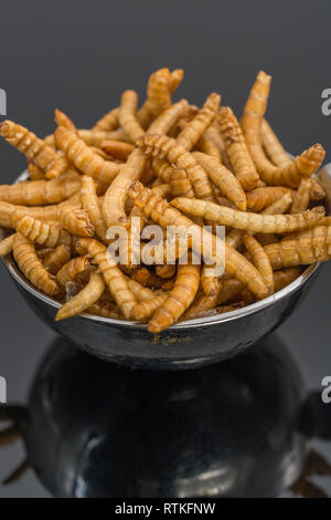 Essbare Mehlwürmer Tenebrio molitor gemessen in Löffel als Küchenzutat. Reich an Eiweiß essbare Wanzen, essbare Insekten Superfoods, Insekten als Nahrung Stockfoto