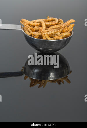 Essbare Mehlwürmer Tenebrio molitor gemessen in Löffel als Küchenzutat. Reich an Eiweiß essbare Wanzen, essbare Insekten Superfoods, Insekten als Nahrung Stockfoto