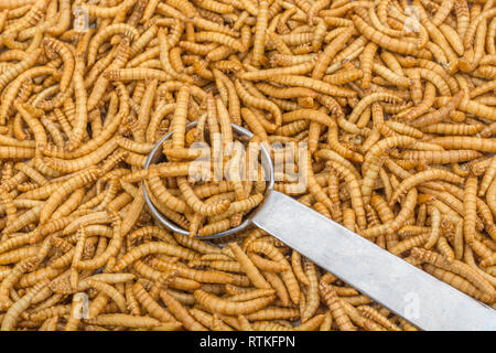 Genießbare Mehlwürmer Tenebrio Molitor in Löffel wie Küche Zutat gemessen. Reich an Eiweiß, essbare Käfer sind neue Superfood. Insekten als Nahrung. Stockfoto