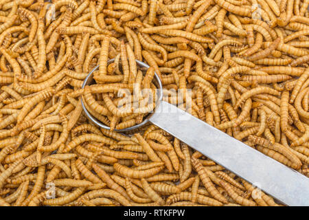 Genießbare Mehlwürmer Tenebrio Molitor in Löffel wie Küche Zutat gemessen. Reich an Eiweiß, essbare Käfer sind neue Superfood. Insekten als Nahrung. Stockfoto