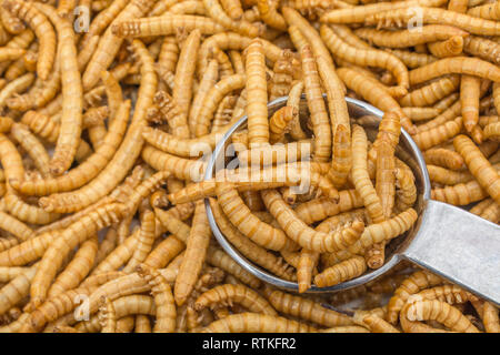 Genießbare Mehlwürmer Tenebrio Molitor in Löffel wie Küche Zutat gemessen. Reich an Eiweiß, essbare Käfer sind neue Superfood. Insekten als Nahrung. Stockfoto