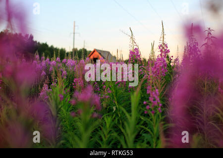 Blumen von Willow-Kraut auf verschwommenen Hintergrund. Ivan - Kaffee Stockfoto