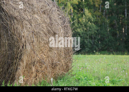 Runde Heuballen frisch in einem Feld an einem sonnigen Tag geerntet. Stockfoto