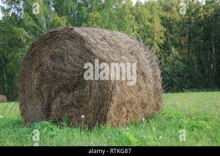 Runde Heuballen frisch in einem Feld an einem sonnigen Tag geerntet. Stockfoto