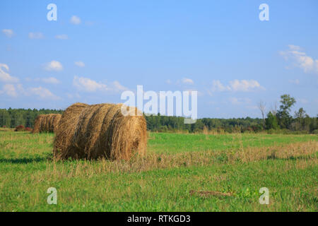 Große Bucht Heu Rollen in ein grünes Feld und blauer Himmel Stockfoto