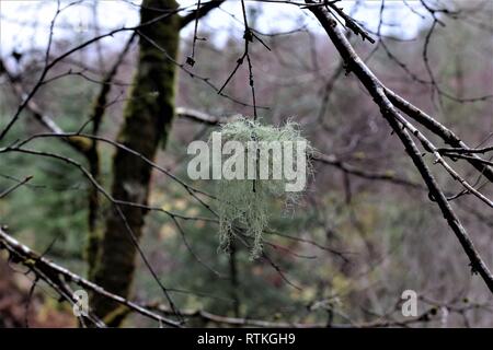 Old Man's Bart oder Bart Flechten auf Birke. Gattung Usnea. Stockfoto