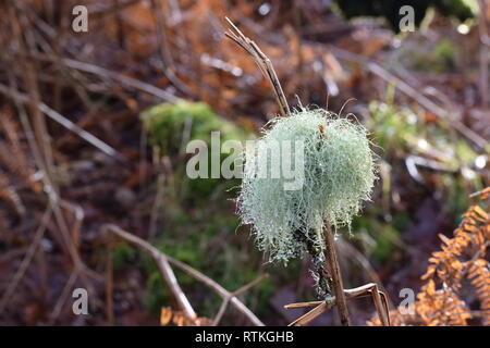 Old Man's Bart mit Fairy Jewels. Skurrile Sicht auf Bart Flechten mit funkelnden Tautropfen von eine Birke gefallen und von bracken Lager gefangen. Stockfoto