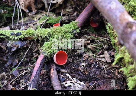 Scharlach (Crimson, Ruby) Elf Cup (Gap), auf Ast. Sarcoscypha coccinea. Stockfoto
