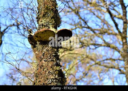 Drei Baumpilzen auf Birke, Unterseite anzeigen. Stockfoto