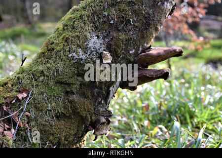 Zwei Baumpilzen auf Birke, Seitenansicht. Stockfoto