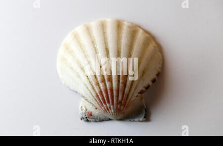 Noch immer leben Foto von einer schönen hellen seashell auf einem weißen Tisch. Schönes Souvenir von einem Urlaub am Meer. Makro Bild mit Farben. Stockfoto