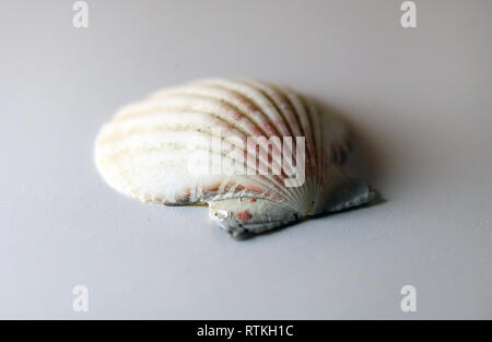 Noch immer leben Foto von einer schönen hellen seashell auf einem weißen Tisch. Schönes Souvenir von einem Urlaub am Meer. Makro Bild mit Farben. Stockfoto