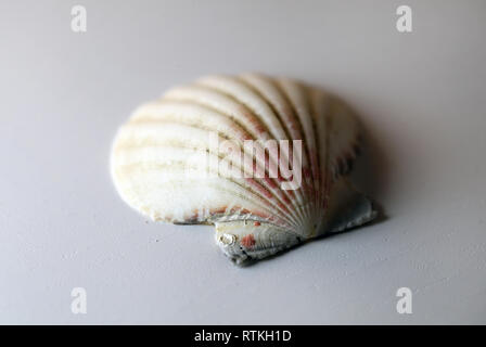 Noch immer leben Foto von einer schönen hellen seashell auf einem weißen Tisch. Schönes Souvenir von einem Urlaub am Meer. Makro Bild mit Farben. Stockfoto