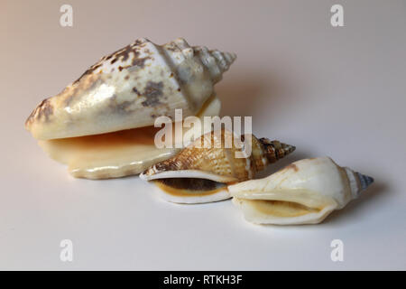 Noch immer leben Foto der schönen Meer Muschelschalen auf einem weißen Tisch. Schöne Souvenirs aus dem Urlaub am Meer. Makro Bild mit Farben. Stockfoto