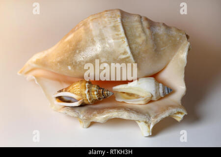 Noch immer leben Foto der schönen Meer Muschelschalen auf einem weißen Tisch. Schöne Souvenirs aus dem Urlaub am Meer. Makro Bild mit Farben. Stockfoto