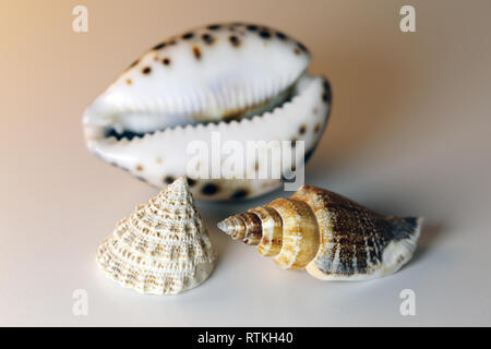 Noch immer leben Foto der schönen gemischten bunten Muscheln auf einem weißen Tisch. Schöne Souvenirs aus dem Urlaub am Meer. Makro Bild mit Farben. Stockfoto