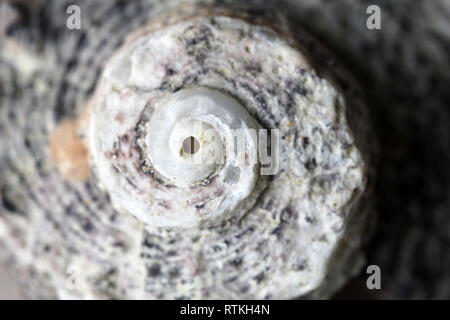 Noch immer leben Foto von einer schönen Muschel in einer Nahaufnahme. Schönes Souvenir von einem Urlaub am Meer. Makro Bild mit Farben. Atemberaubende Textur. Stockfoto